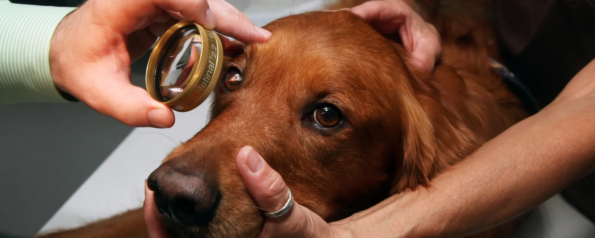 A golden retriever having an eye exam