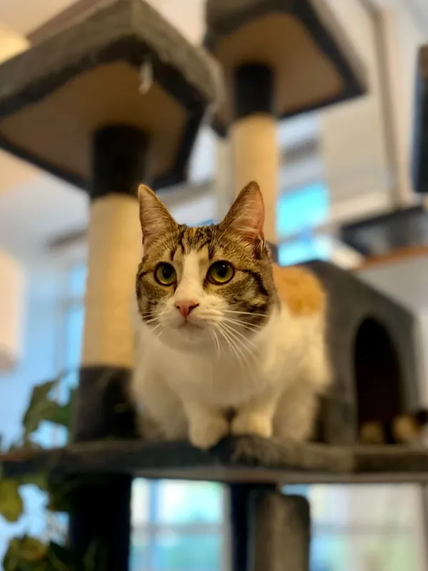 A cat leaping across the cat tree in the Kitty Cabana