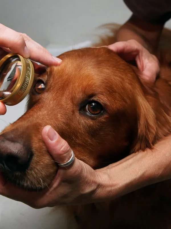 An eye exam on a golden retriever