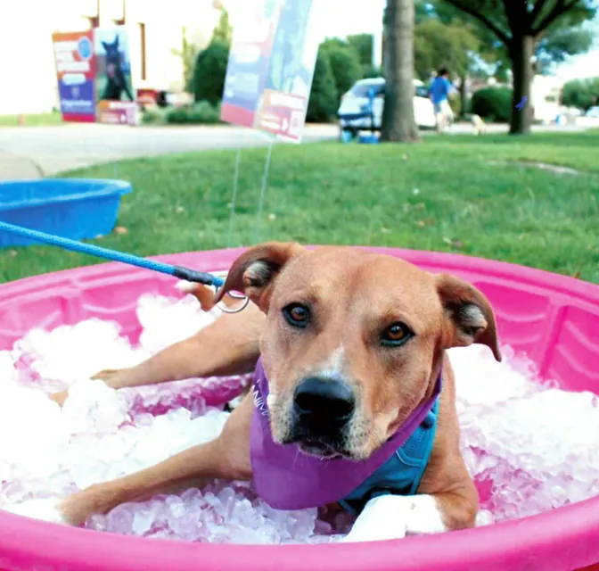 A dog cooling off in an ice-filled pool at the SPCA of Texas Strut Your Mutt