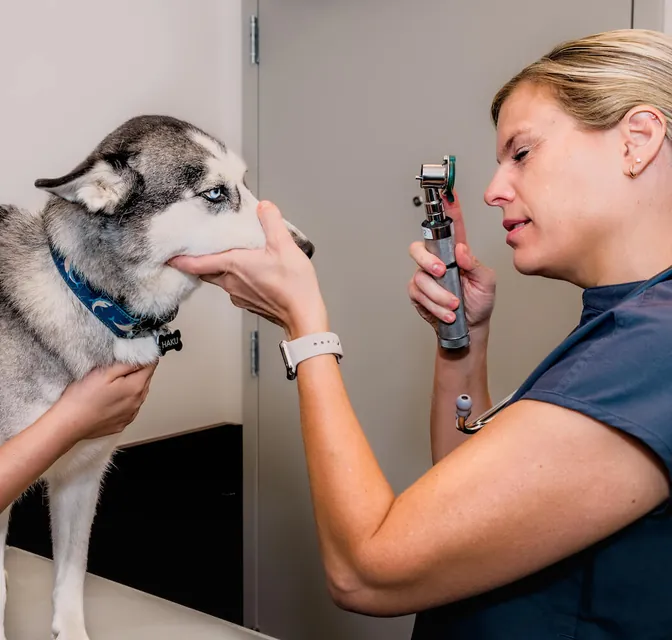 A husky having its ear examined
